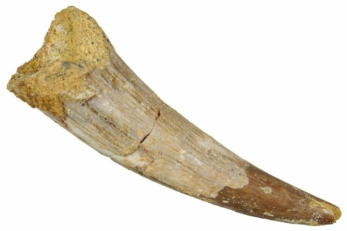 Large, Fossil Pterosaur (Siroccopteryx) Tooth - Morocco #354872